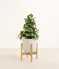 Load image into Gallery viewer, Natural Bamboo stand:bamboo