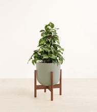 Load image into Gallery viewer, Sage Green stand:walnut