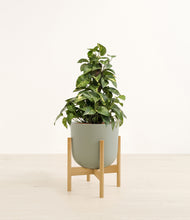 Load image into Gallery viewer, Sage Green stand:bamboo