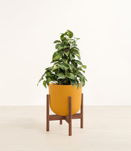 Load image into Gallery viewer, Sunset Orange stand:walnut