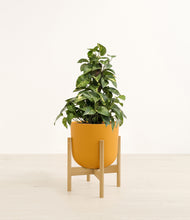 Load image into Gallery viewer, Sunset Orange stand:bamboo