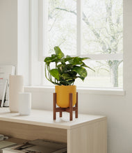 Load image into Gallery viewer, Sunset Orange stand:walnut