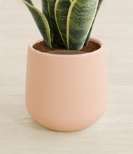 Load image into Gallery viewer, Gentle Pink stand:all