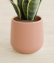 Load image into Gallery viewer, Calm Rose stand:all