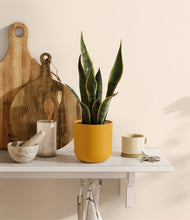 Load image into Gallery viewer, Sunset Orange