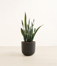 Load image into Gallery viewer, Stone Black*****Profile
