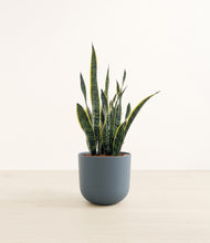 Load image into Gallery viewer, Iron Gray*****Profile