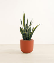 Load image into Gallery viewer, Earth Red*****Profile