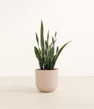 Load image into Gallery viewer, Sandy Pink*****Profile