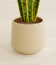 Load image into Gallery viewer, Almond Green stand:all