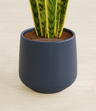 Load image into Gallery viewer, Deep Navy stand:all