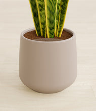 Load image into Gallery viewer, Eternal Gray stand:all