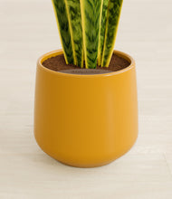 Load image into Gallery viewer, Mustard stand:all