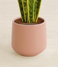 Load image into Gallery viewer, Calm Rose stand:all