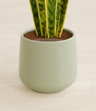 Load image into Gallery viewer, Turquoise stand:all