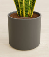 Load image into Gallery viewer, Dark Olive stand:all