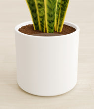 Load image into Gallery viewer, White stand:all