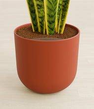 Load image into Gallery viewer, Earth Red stand:all