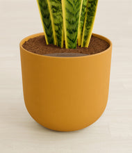 Load image into Gallery viewer, Sunset Orange stand:all