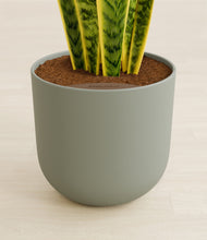 Load image into Gallery viewer, Sage Green stand:all