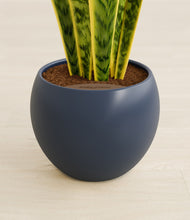 Load image into Gallery viewer, Deep Navy stand:all