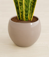 Load image into Gallery viewer, Desert Brown stand:all