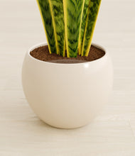 Load image into Gallery viewer, Shiny EggWhite stand:all