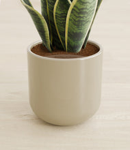 Load image into Gallery viewer, Sage Green stand:all