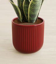 Load image into Gallery viewer, Striped Cherry Red stand:all