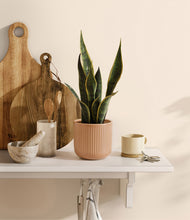 Load image into Gallery viewer, Striped Peach Pink