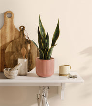 Load image into Gallery viewer, Striped Rose Pink