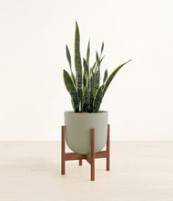 Load image into Gallery viewer, Sage Green stand:walnut