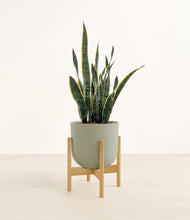 Load image into Gallery viewer, Sage Green stand:bamboo