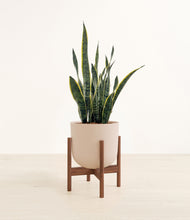 Load image into Gallery viewer, Sandy Pink stand:walnut
