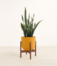 Load image into Gallery viewer, Sunset Orange stand:walnut