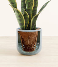 Load image into Gallery viewer, Misty Blue stand:all