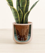 Load image into Gallery viewer, Glossy Pink stand:all