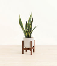 Load image into Gallery viewer, Snowdrift White stand:walnut