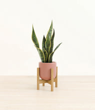 Load image into Gallery viewer, Striped Rose Pink stand:bamboo