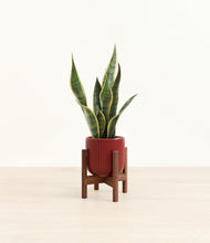 Load image into Gallery viewer, Striped Cherry Red stand:walnut