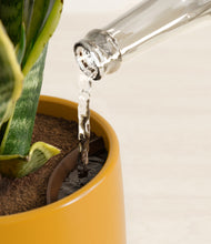 Load image into Gallery viewer, Mustard stand:all