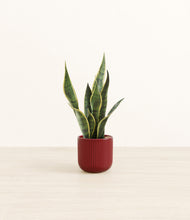 Load image into Gallery viewer, Striped Cherry Red*****Profile