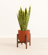 Load image into Gallery viewer, Earth Red stand:walnut