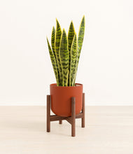Load image into Gallery viewer, Earth Red stand:walnut