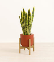 Load image into Gallery viewer, Earth Red stand:bamboo