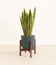 Load image into Gallery viewer, Iron Gray stand:walnut