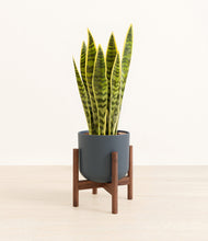 Load image into Gallery viewer, Iron Gray stand:walnut
