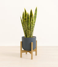 Load image into Gallery viewer, Iron Gray stand:bamboo