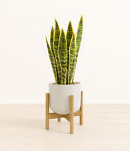 Load image into Gallery viewer, Natural Bamboo stand:bamboo