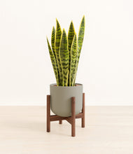 Load image into Gallery viewer, Sage Green stand:walnut